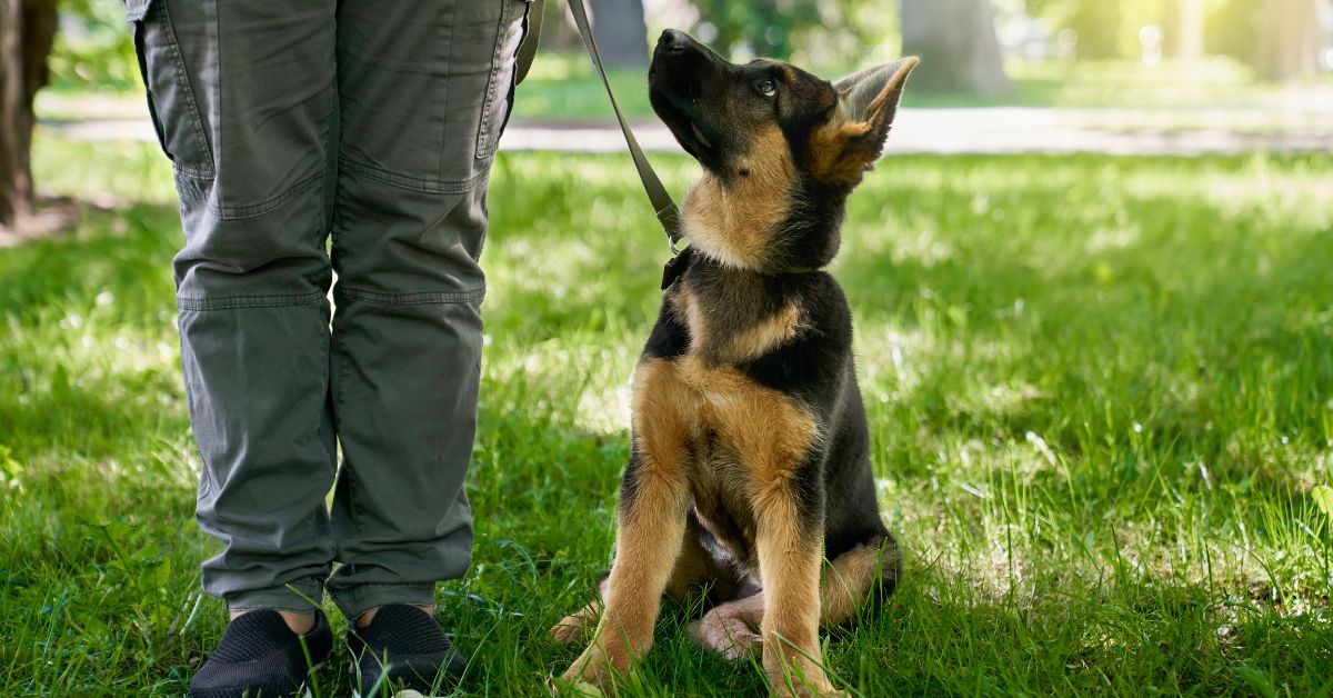 Hundesteuer, Hundesteuer Niemcy, Hundesteuer w Niemczech, podatek od posiadania psa, podatek od posiadania psa w Niemczech, Niemcy,