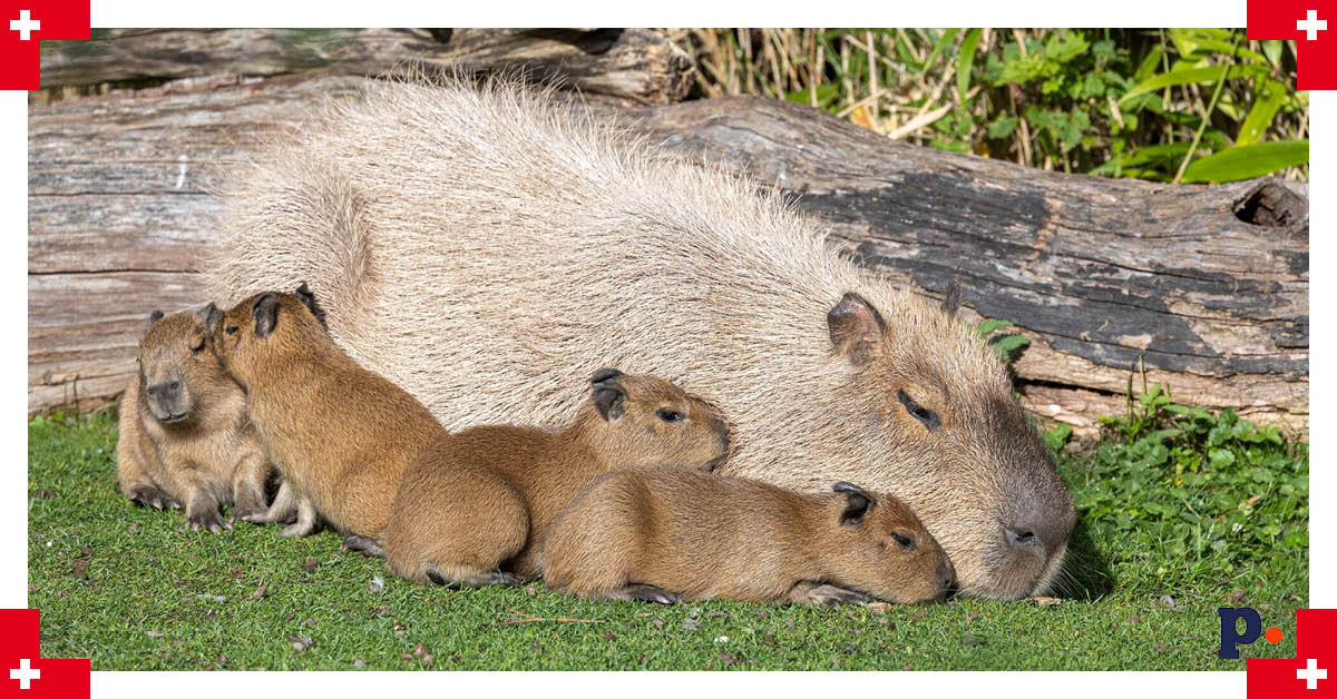 Kapibara w zoo zurych