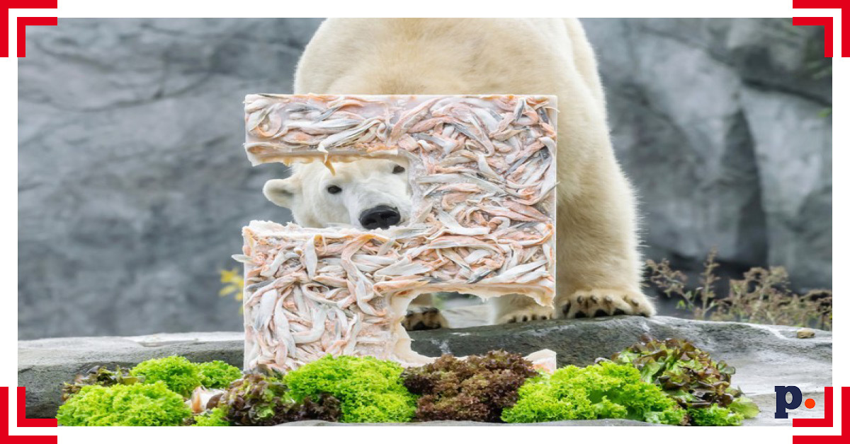 niedźwiedź polarny zoo Schönbrunn