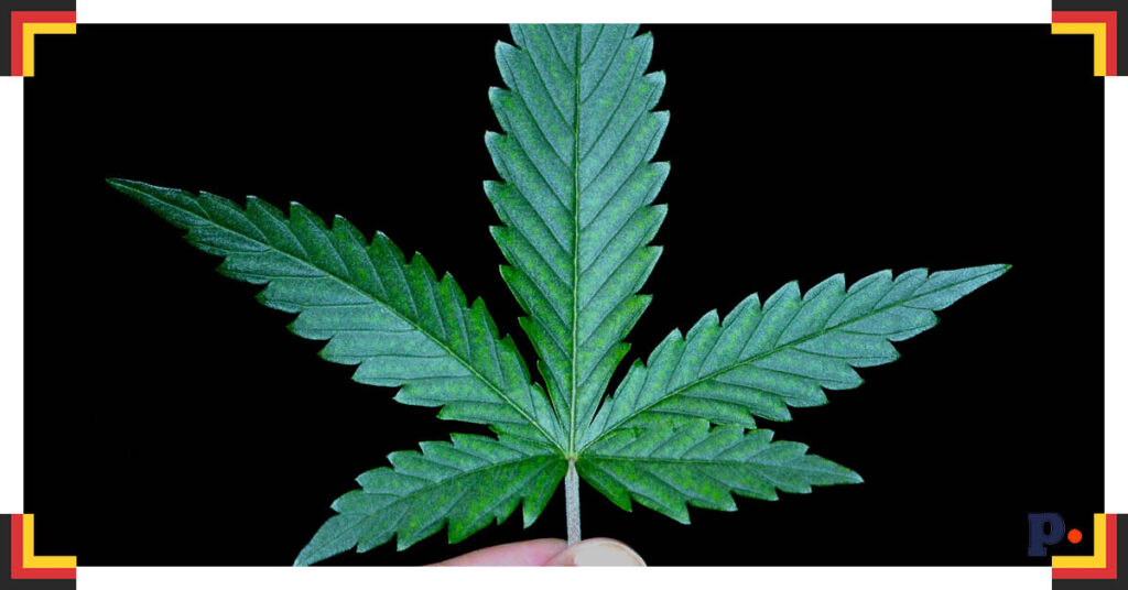 legalizacja marihuany