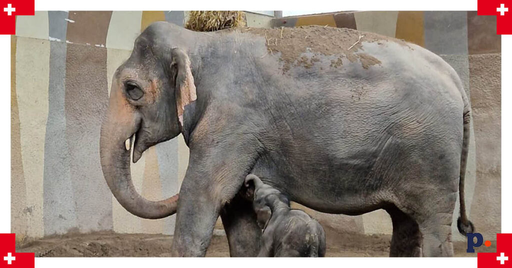 Knie Kinderzoo