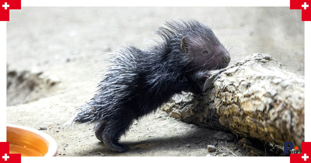zoo w zurychu