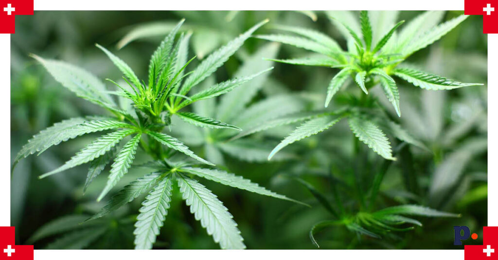 marihuana Bazylea