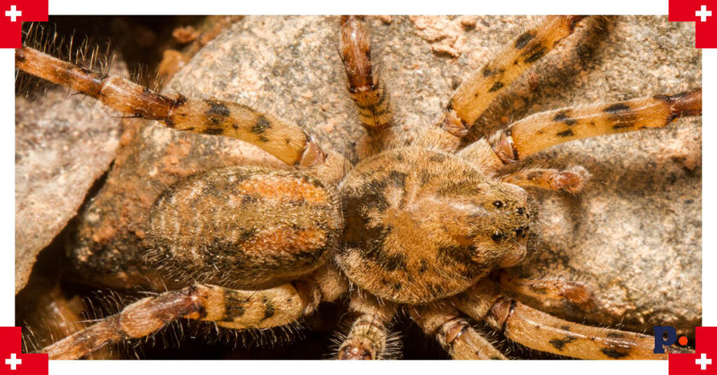 zoropsis spinimana