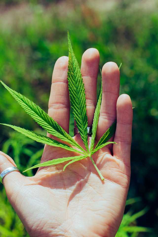 liść marihuany w ręce