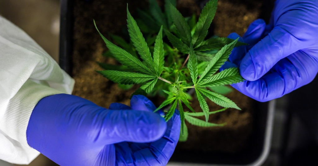 konopie indyjskie, marihuana, plantacja marihuany, altersgrund, aktualności austria