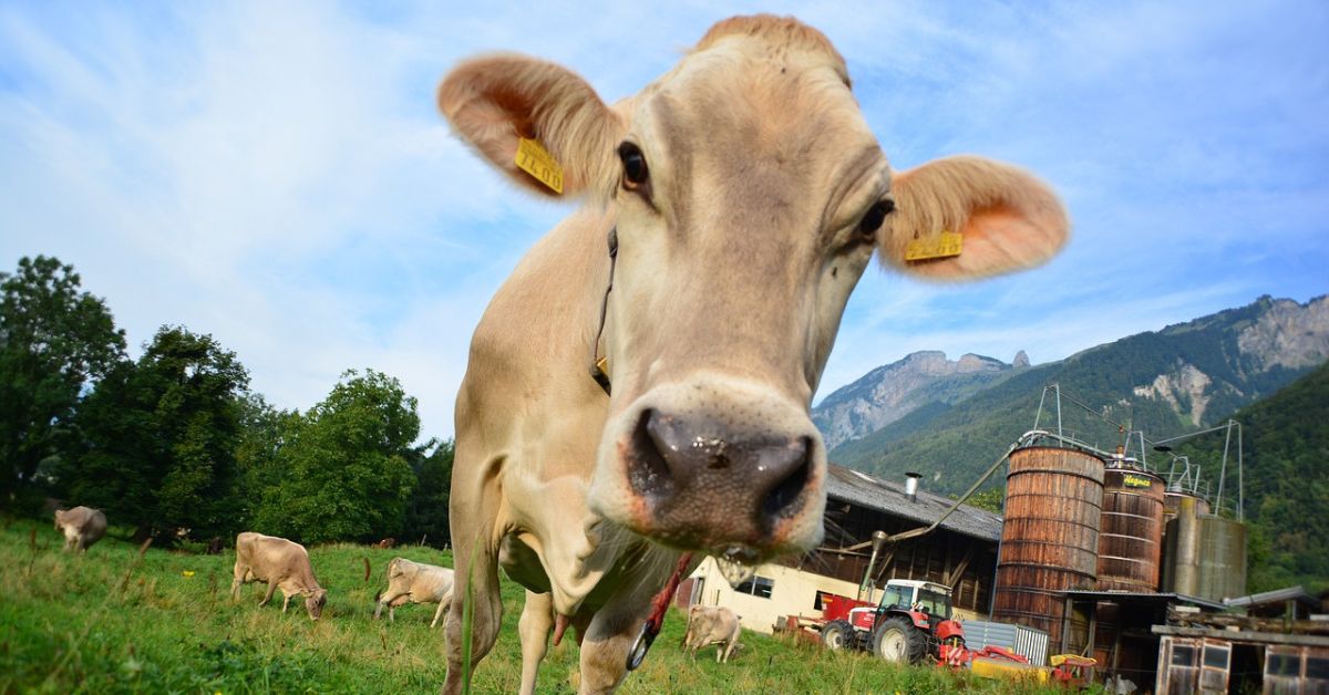 rolnictwo szwajcaria, landwirtschaft, rolnicy szwajcaria, branża rolnicza, zarobki rolników