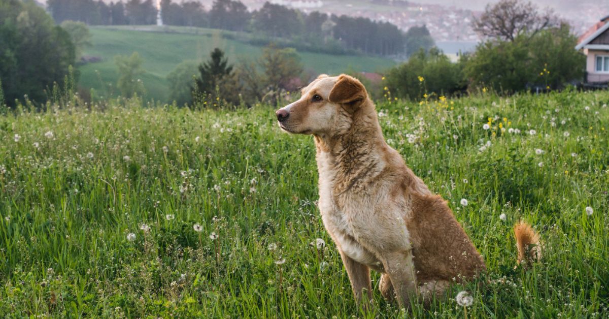 aktualności Austria, wiedeń, zagrożenie dla psów, trujace przynety