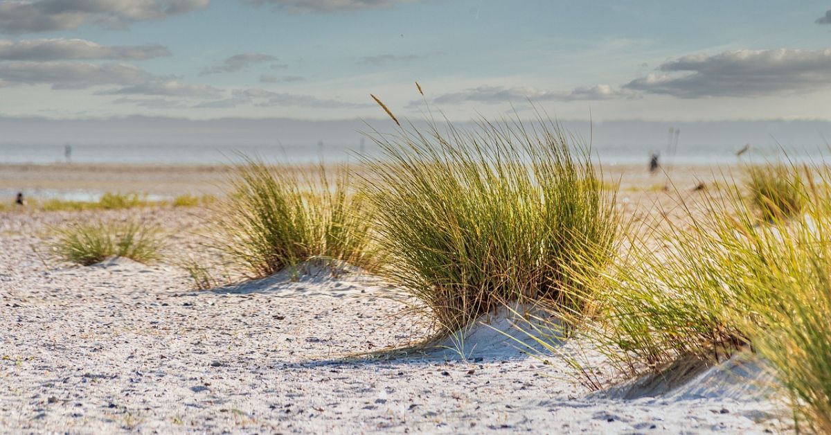 aktualności Niemcy, narkotyki na plaży