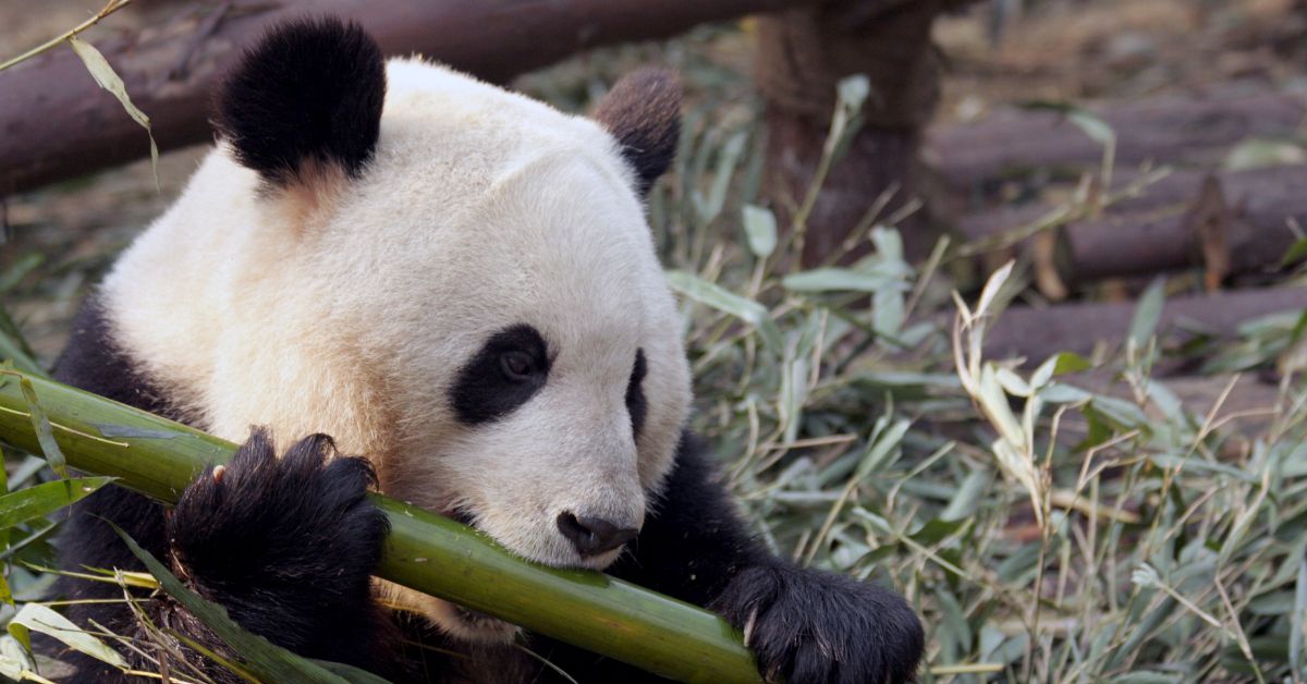 panda olbrzymia, zoo, wiedeń, panda, Schoenbrunn, ogród zoologiczny