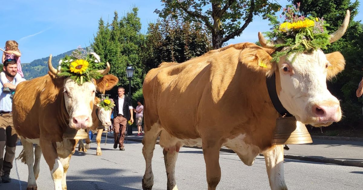 aktualności szwajcaria, redyki, alpabzug