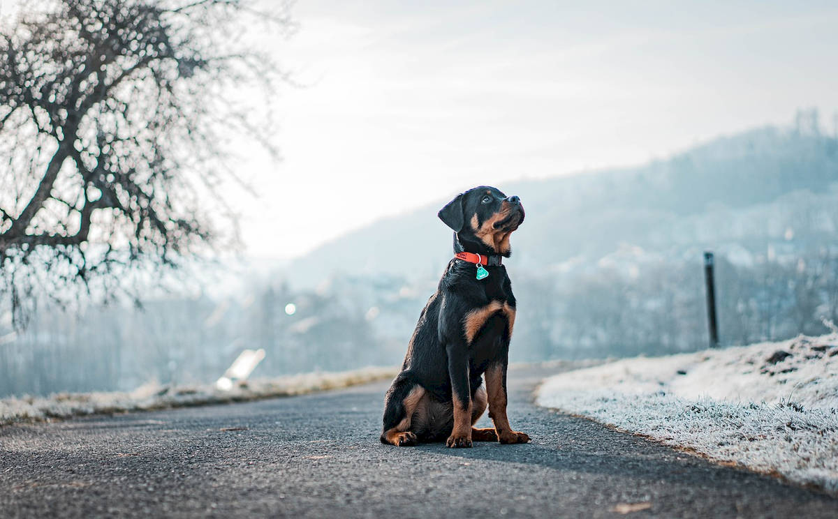 pies, szwajcaria, rottweiler