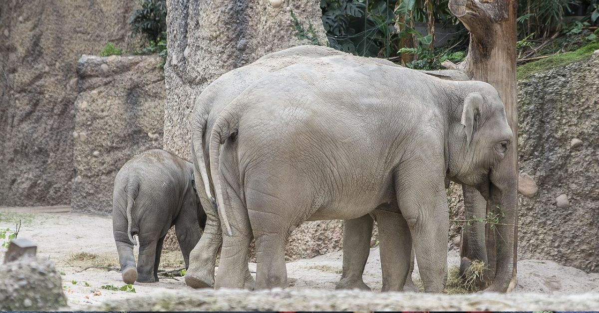 słoń, zoo, ogród zoologiczny, elefant