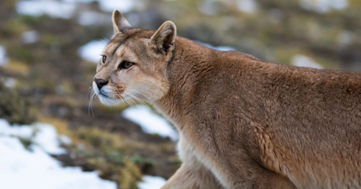 puma, Geiseltalsee, Saksonia-Anhalt, jezioro Geiseltalsee, Braunsbedra, drapieżnik, puma w Niemczech, puma w Saksonii-Anhalt, puma w Braundberdzie, Niemcy, aktualności, aktualności Niemcy,