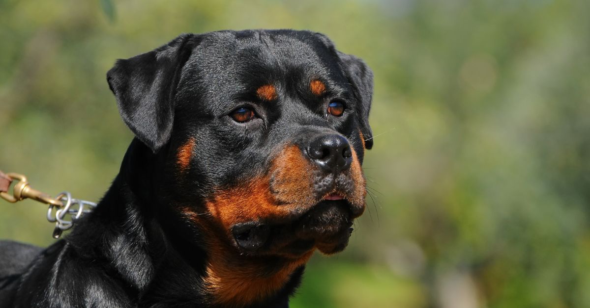 rottweiler, pies, pies rasowy