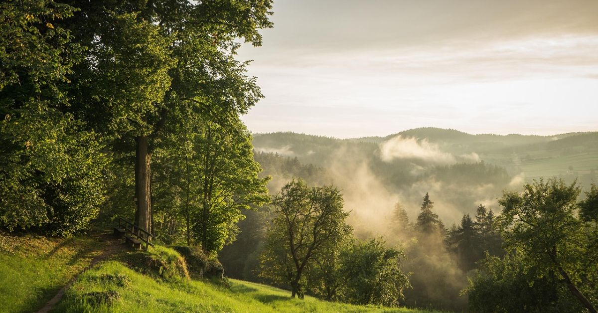 austria, las, mgła, krajobraz, natura