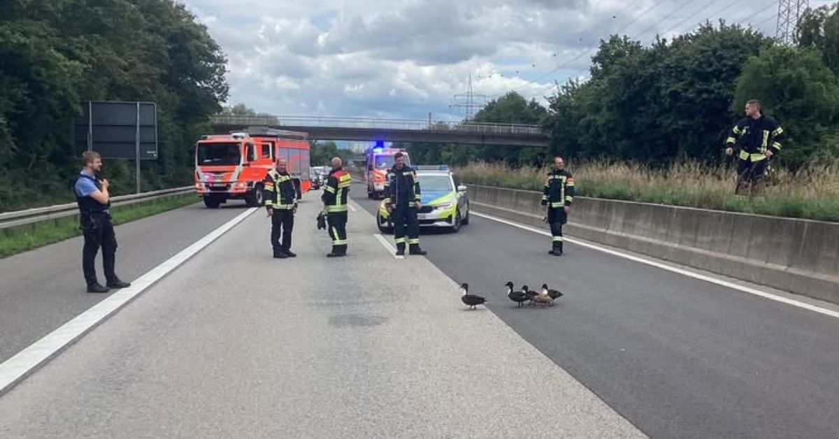 kaczki na autostradzie, policja, straż pożarna, autostrada a671, wiesbaden