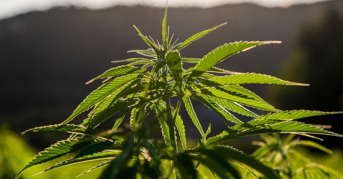 konopie, marihuana, uprawa konopi
