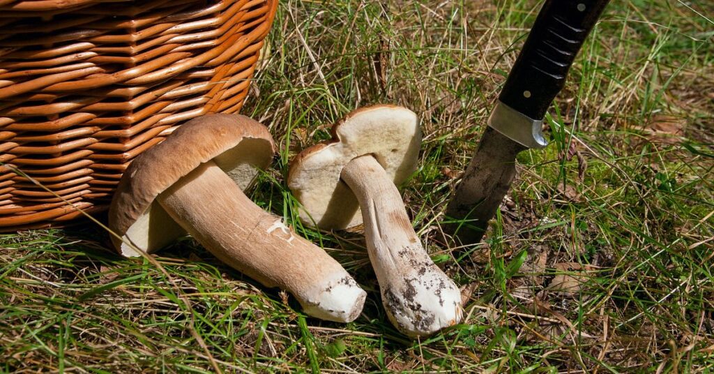 grzybobranie, zbieranie grzybów, grzyby, Szwajcaria, grzybobranie w Szwajcarii, zbieranie grzybów w Szwajcarii, zasady grzybobrania w Szwajcarii, zasady zbierania grzybów w Szwajcarii,