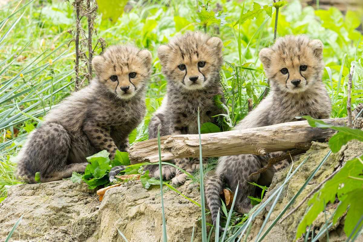 gepard