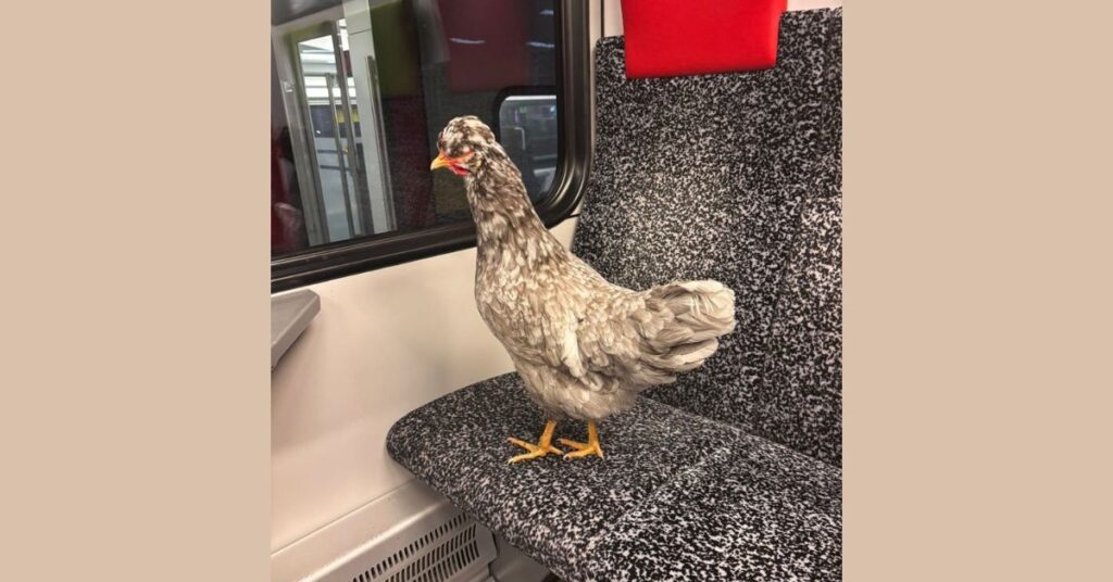 kura, Szwajcaria, kura w pociągu, kura w pociagu w Szwajcarii, Thurbo, kolej w Szwajcarii,