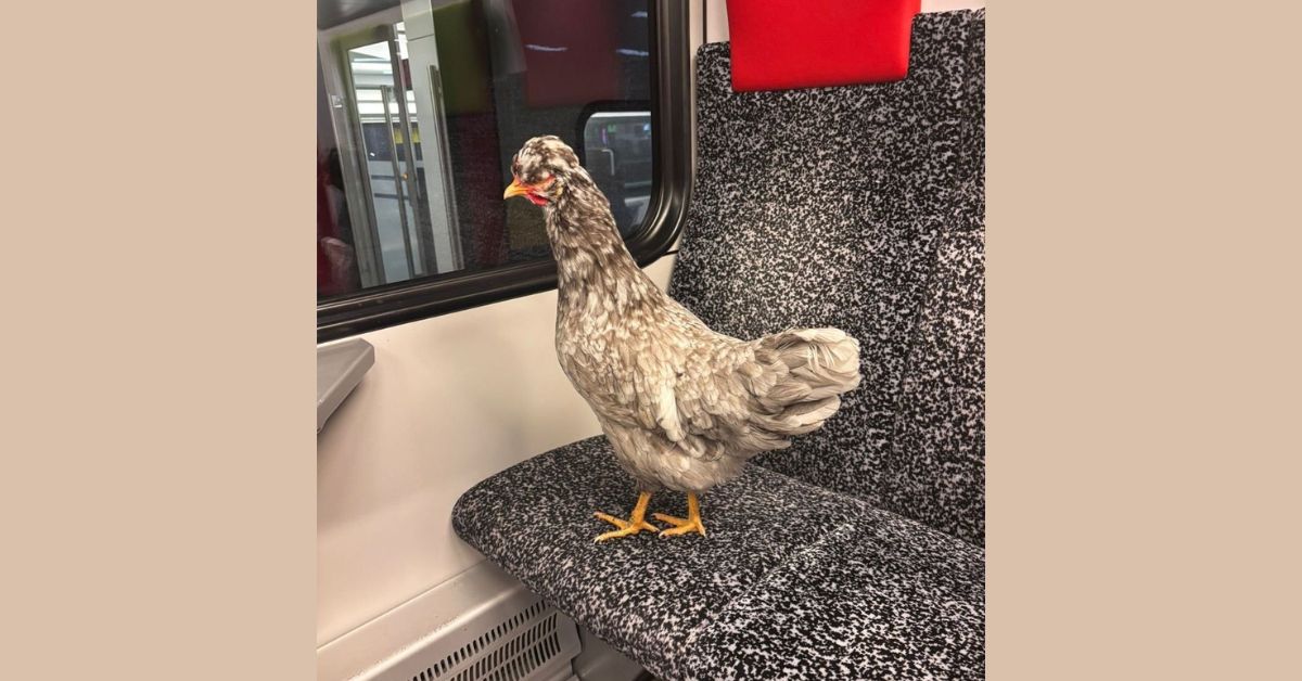 kura, Szwajcaria, kura w pociągu, kura w pociagu w Szwajcarii, Thurbo, kolej w Szwajcarii,