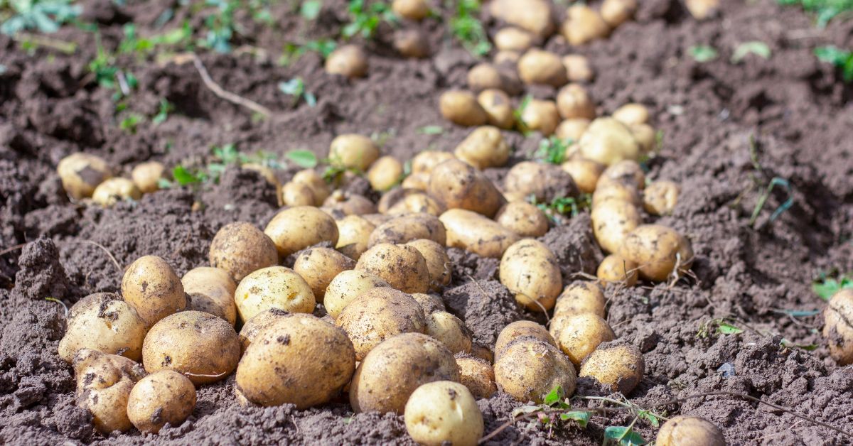 nadprodukcja ziemniaków Niemcy, kryzys rolnictwa Niemcy, rolnicy Niemcy, spadek cen żywności, niemieckie rolnictwo, problemy rolników, rynek ziemniaków Niemcy, ziemniaki, Niemcy, rolnicy w Niemczech, rolnik, rolnicy,
