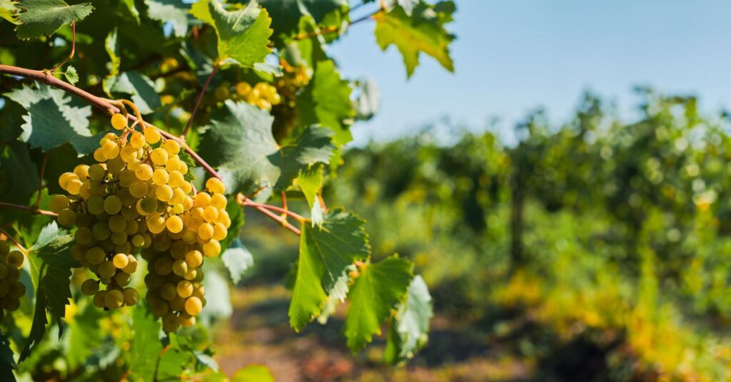 wino, niemiecka prasa, dziennik Die Welt, Die Welt, Niemcy, aktualności, Niemcy o Polsce, Niemcy zachwycają się Polską, niemiecka prasa o Polsce, Polska, polskie wino, niemiecka prasa o polskim winie,
