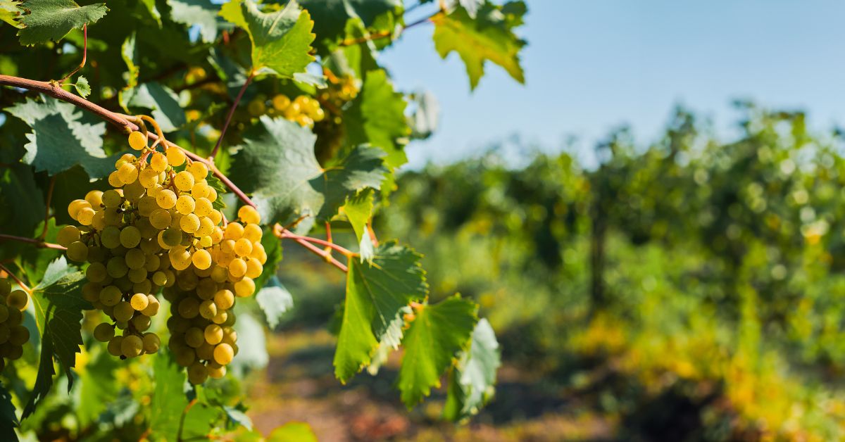 wino, niemiecka prasa, dziennik Die Welt, Die Welt, Niemcy, aktualności, Niemcy o Polsce, Niemcy zachwycają się Polską, niemiecka prasa o Polsce, Polska, polskie wino, niemiecka prasa o polskim winie,