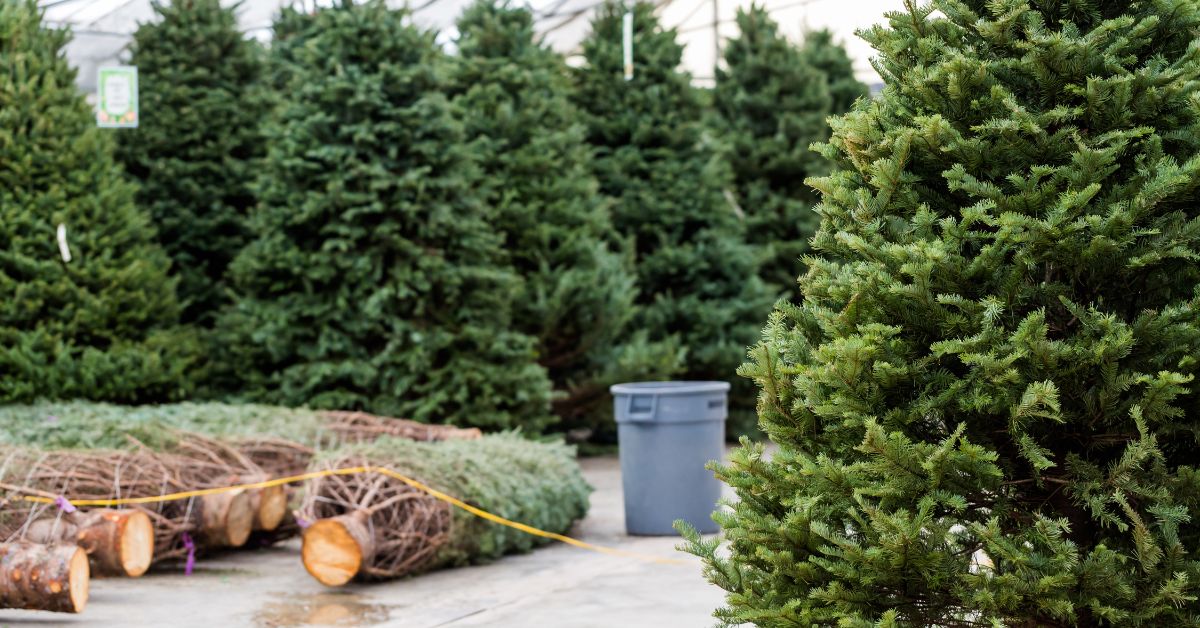 choinki w Wiedniu, ceny choinek w Austrii, sprzedaż choinek Wiedeń, jodła, świerk, ceny jodeł, ceny świerków, Wiedeń, Austria, choinki, ceny choinek, ceny choinek w Wiedniu, aktualności, aktualności Austria, aktualności Wiedeń,