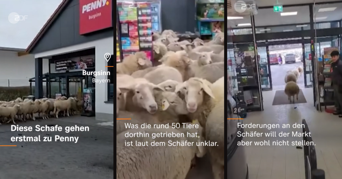 owce w supermarkecie, Penny Niemcy, nietypowe wydarzenie w Niemczech, owce w sklepie, Burgsinn Bawaria, Penny dyskont, akcja marketingowa Penny, owce wtargnęły do sklepu, owce, Penny, Niemcy, aktualności Niemcy,