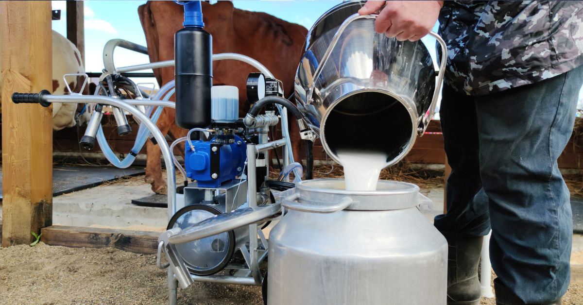 mleko, produkcja mleko, krowa, rolnictwo