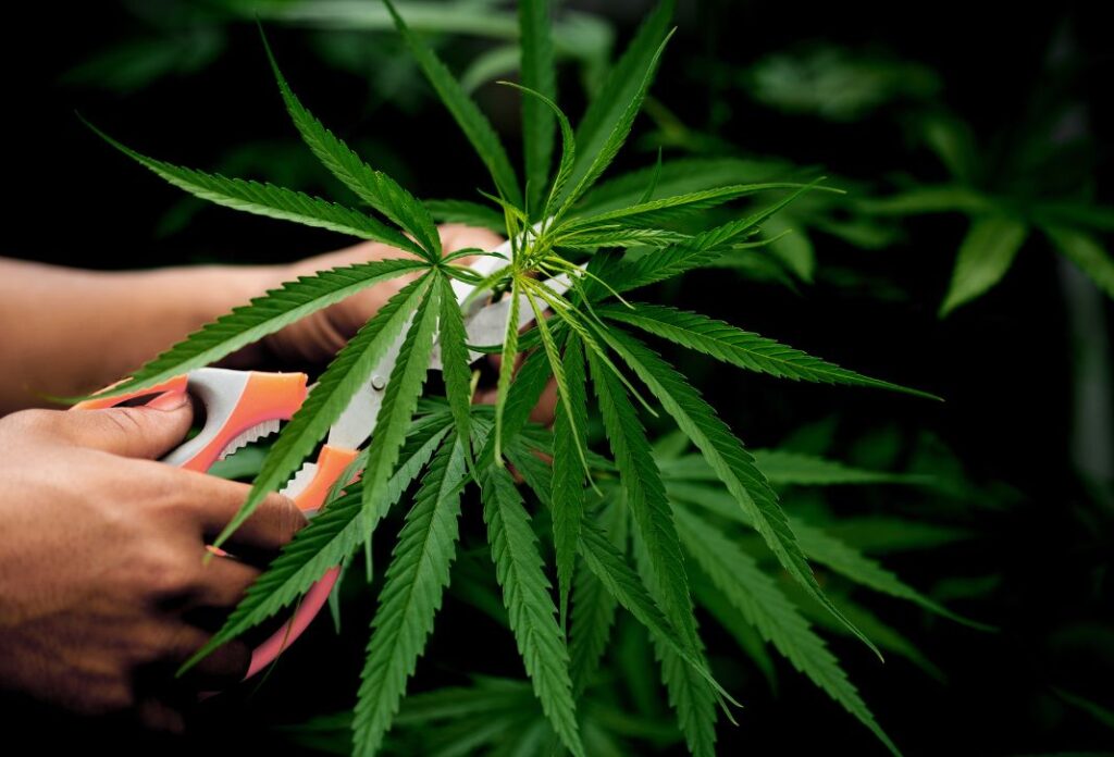 marihuana