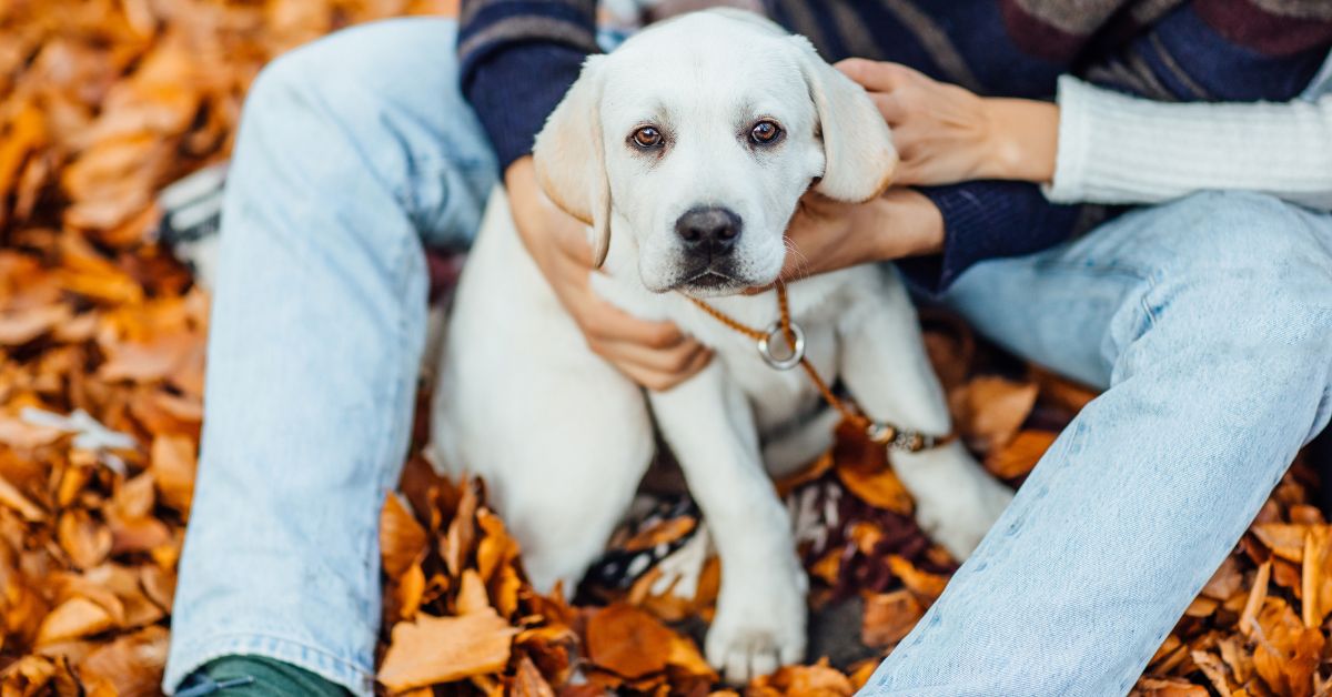 Hamburg, podatek od psa, adopcja psów, ulga podatkowa, Niemcy, Hundesteuer, Hundesteuer Hambur, podatek od psa w Hamburgu, aktualności, aktualności Niemcy,