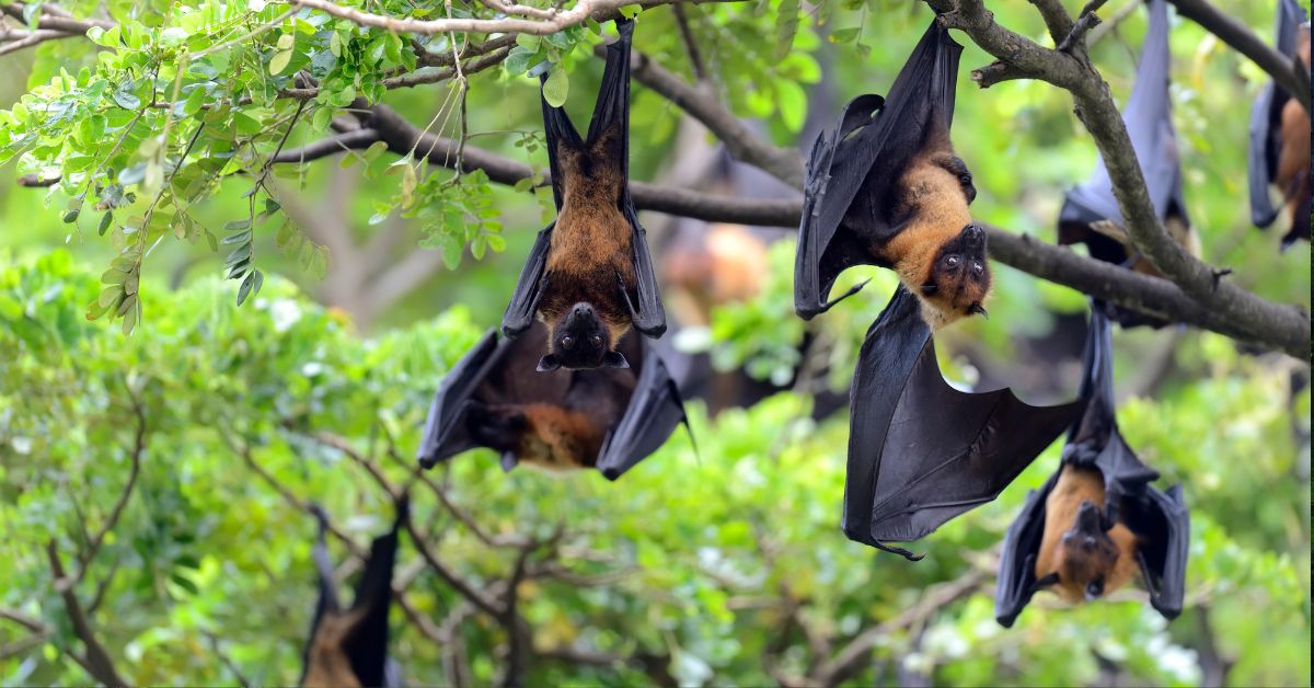 nietoperze, jęzorniki, zoo, woliera dla nietoperzy, zoo schönbrunn