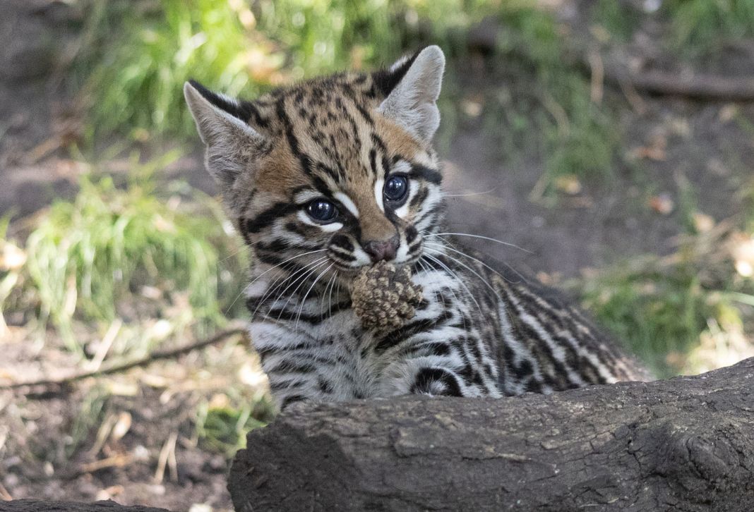 ocelot