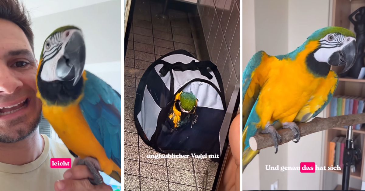 papuga porzucona na lotnisku, papuga na lotnisku w Düsseldorfie, Düsseldorf, Niemcy, ara, porzucona papuga, papuga Pina, lotnisko w Düsseldorfie, Daniel Richter, papuga porzucona w toalecie,