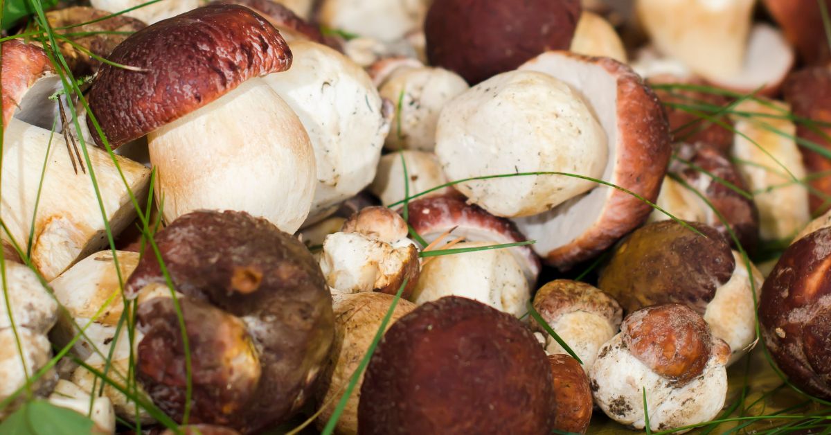 Szwajcaria, Ticino, grzyby w Szwajcarii, zbieranie grzybów w Szwajcarii, grzybobranie w Ticino, limit grzybów Szwajcaria, przepisy dotyczące grzybów w Szwajcarii, 30 kilogramów grzybów, aktualności, aktualności Szwajcaria,