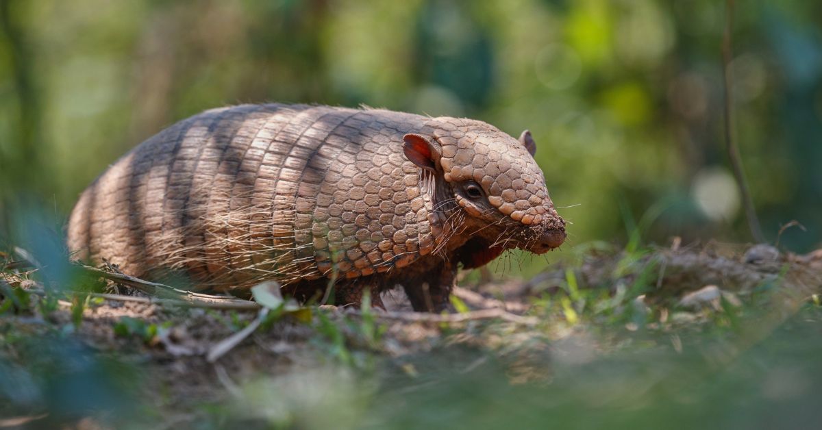 zoo Schönbrunn, zoo w Wiedniu, łuskowiec, sorkonos, nowe gatunki zwierząt, pawilon lasu deszczowego, akwarium w Schönbrunn, opóźnienia inwestycji, ceny biletów do zoo, podwyżki cen biletów, ochrona gatunków, aktualności, aktualności Austria, Austria,